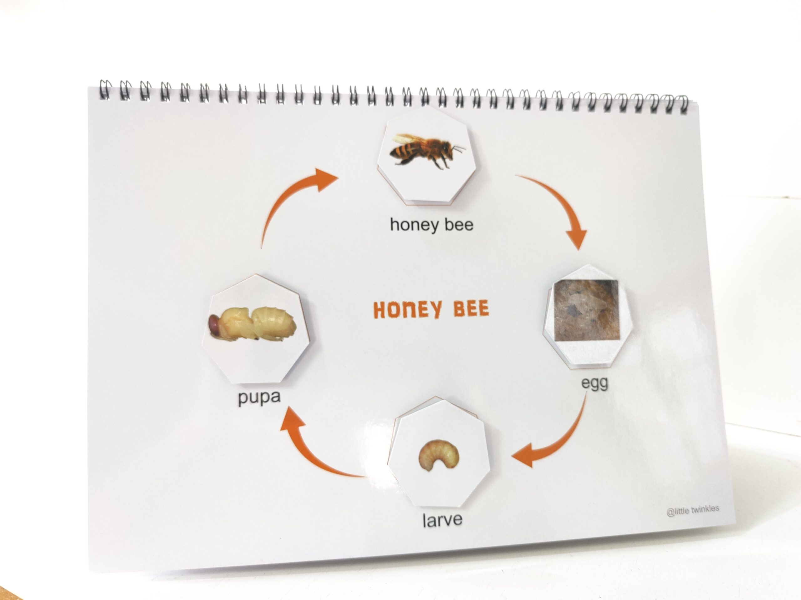 Life cycle Binder - Image 3