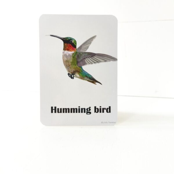 Birds Flash cards