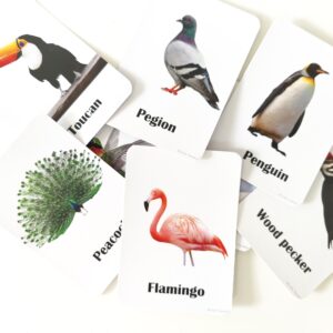 Birds Flash cards