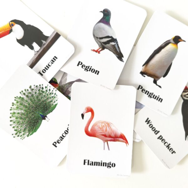 Birds Flash cards