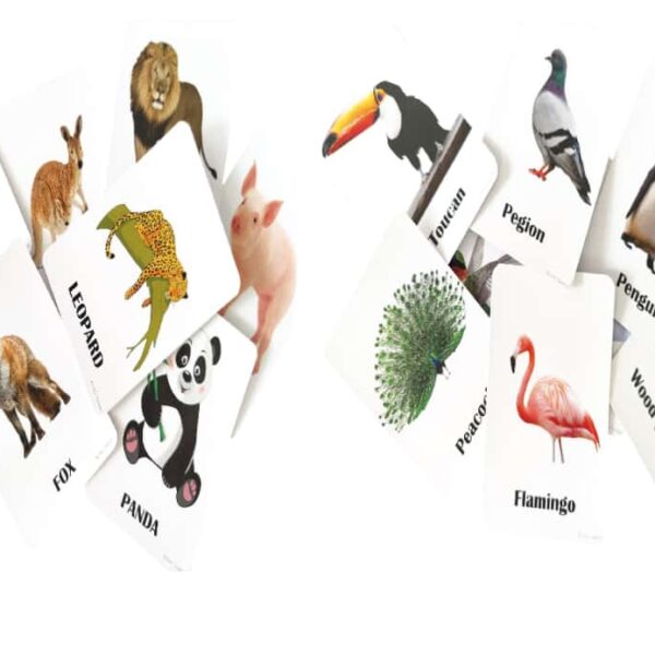 Animals and birds Flash cards